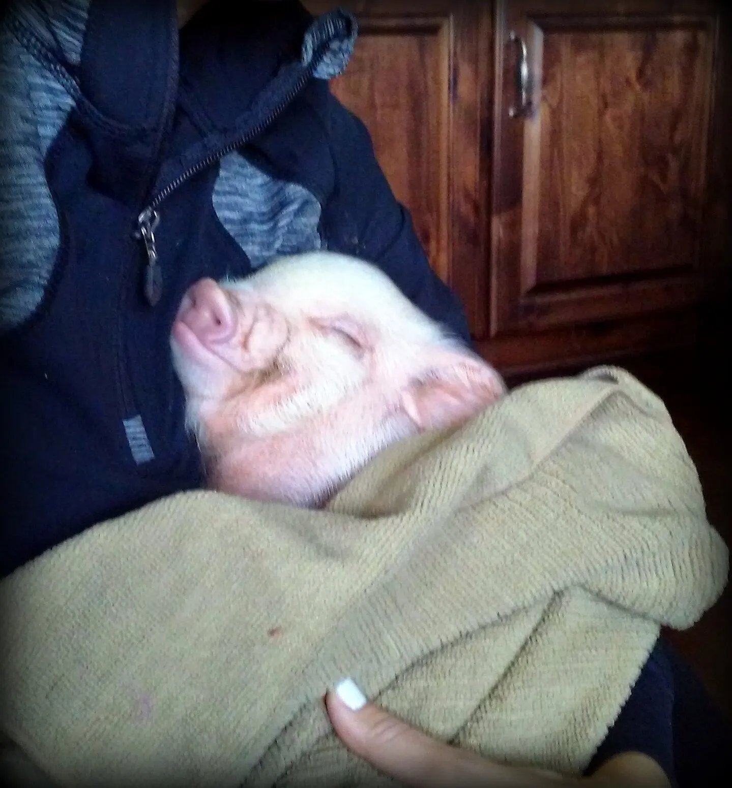 🐷 마이피그 카페 메구로점 (mipig cafe 目黒店) 이미지 7